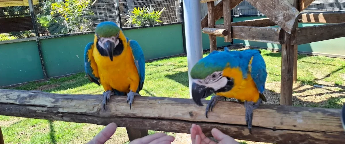 papagayo jardin peñiscola